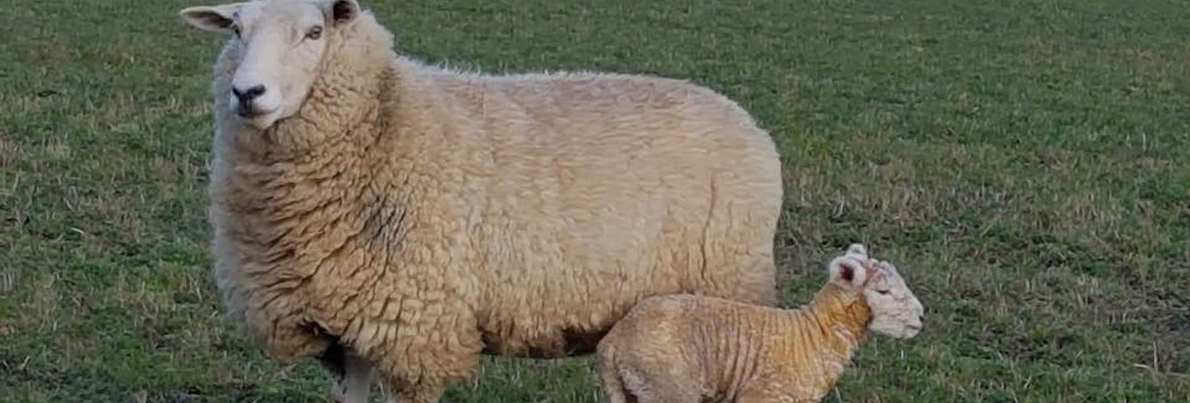 Winton A & P Show farm research header
